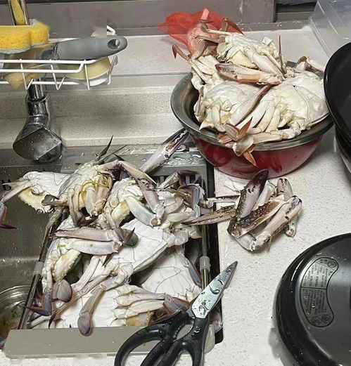 吃吐了？杭州人最愛(ài)的它價(jià)格持續(xù)走低，肉制品及副產(chǎn)品加工迎來(lái)旺季