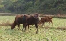 湖南崛起 牛羊出口基地與肉制品加工產業蓬勃發展